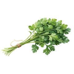Fresh Green Cilantro Herb Bunch