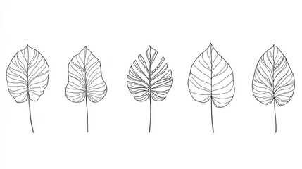 Fototapeta premium Tropical leaves line art illustration, design element, white background, botanical art