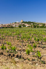 Typical vineyard with stones near Chateauneuf-du-Pape, Cotes du Rhone, France