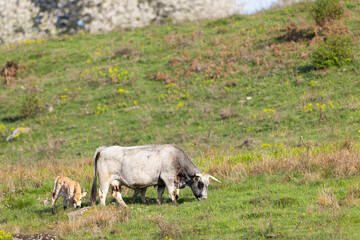Cows on pasture in spring landscape, Slovakia