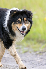 a large dog caught on the run