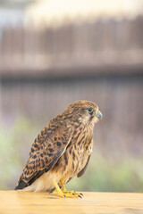 Common kestrel (Falco tinnunculus), falcon family Falconidae, Southern Moravia, Czech Republic