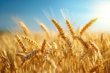 Fototapeta premium Close-up of golden wheat stalks swaying gently in the sunlight, set against a bright blue sky. This idyllic image captures the essence of harvest time