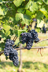 Vineyard with Zweigeltrebe (Zweigeltrebe Blau), Lower Austria, Austria
