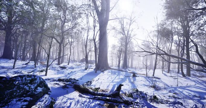 A tranquil winter forest reveals tall trees blanketed in fresh snow. Soft sunlight filters through the branches, creating a peaceful atmosphere in the early morning.