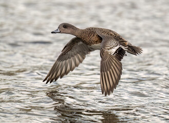 Fototapeta premium American Wigeon (Mareca americana) female in flight