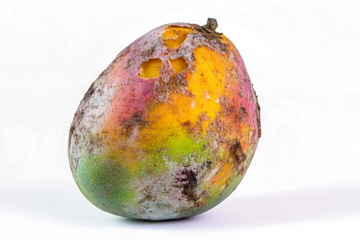 a mango with a yellow and green color cutout and isolated on transparent background 