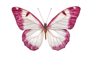 a pink and white butterfly on a white background cutout and isolated on transparent background 