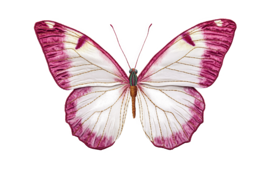 a pink and white butterfly on a white background cutout and isolated on transparent background 