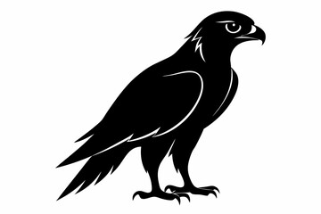 Fototapeta premium tailed hawk black silhouette vector