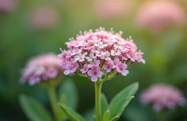 Close-up of Valeriana officinalis flowers in bloom. Beautiful pink valerian blossoms with green leaves, plant details. Delicate flowers, natural beauty, fresh flora, summer bloom.