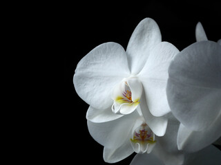 Blooming white phalaenopsis orchid close-up on a black background, detail, beauty, nature