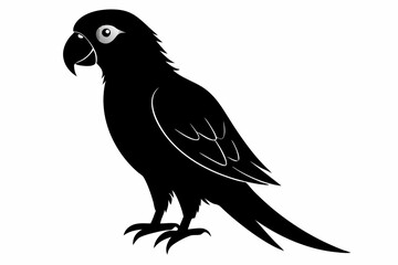 Fototapeta premium parrot silhouette black silhouette vector