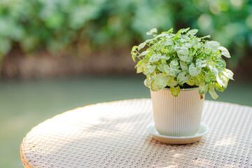Tropical 'Syngonium Podophyllum Arrow' houseplant in white pot indoors on wooden coffee table