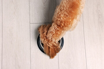 Cute dog eating pet food from feeding bowl on floor, top view