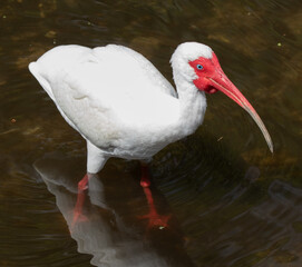 Views of a White Ibis bird in the water