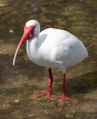Views of a White Ibis bird on a mud flat