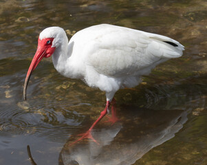Views of a White Ibis bird in the water