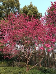 a beautiful spring with flowers and blooming trees in the city park in Shanghai city, China