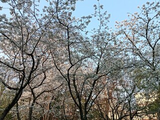 a beautiful spring with flowers and blooming trees in the city park in Shanghai city, China