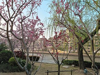 a beautiful spring with flowers and blooming trees in the city park in Shanghai city, China