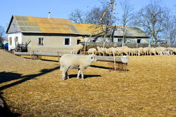 Obraz premium a flock of sheep on a farm