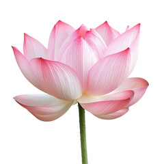 Fototapeta premium Stunning Pink Lotus Flower in Close-up
