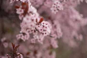 A close up of a pink flower with a few brown spots. The flower is surrounded by a blurry background
