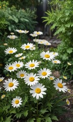 Fototapeta premium Group of marguerites growing in a garden surrounded by foliage, growth, bloom, closeup, rural