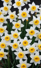 group of white daffodils with bright yellow centers, seasonal, purity, flora, springtime, organic