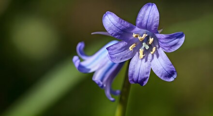  A close-up of a delicate bluebell flower with a soft background.jpg