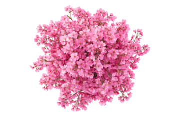 a bunch of pink flowers on a white background cutout and isolated on transparent background 