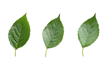 Three green leaves isolated on a white background.