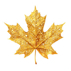 Fototapeta premium Golden Maple Leaf with Dew Drops