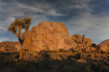 Joshua Trees with large bolder in the morning