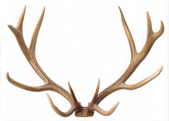 Stylish and clean Detailed Close-up of a Pair of Deer Antlers