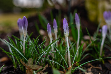 Grupka krokusów - A group of crocuses