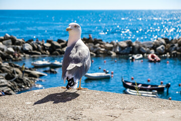 seagulls on the beach