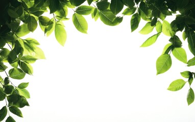 Obraz premium Green Leaves Border Framing White Space for Text or Design