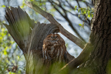 tawny owl