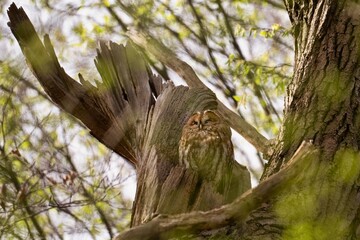 tawny owl