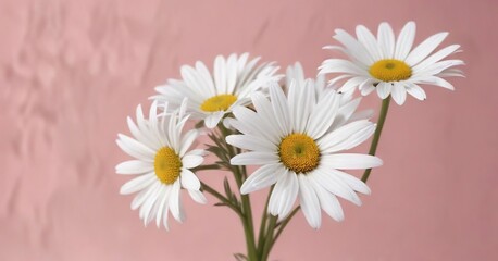 Obraz premium Minimalist composition of white daisy blooms on a pale pink background, peaceful, studio shot, mindfulness