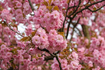 pink cherry blossom