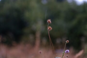 dragonfly on a flower