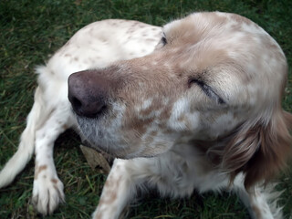 An English Setter dog sleeping with his head held high on a January day in Italy.