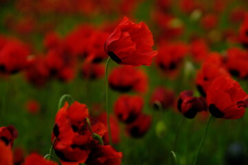 red poppy field