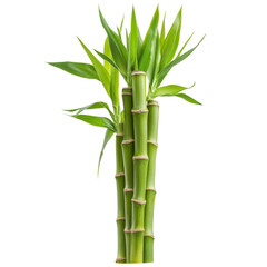 Fototapeta premium Stunning Green Bamboo Plant - Nature's Elegance