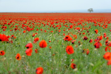 field of poppies
