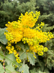 Bright yellow blossom Berberis aquifolium or vulgaris, mahonia aquifolium, oregon grape petal in early Spring, close up, vertical shot