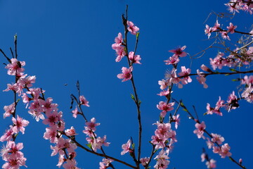pink cherry blossom
